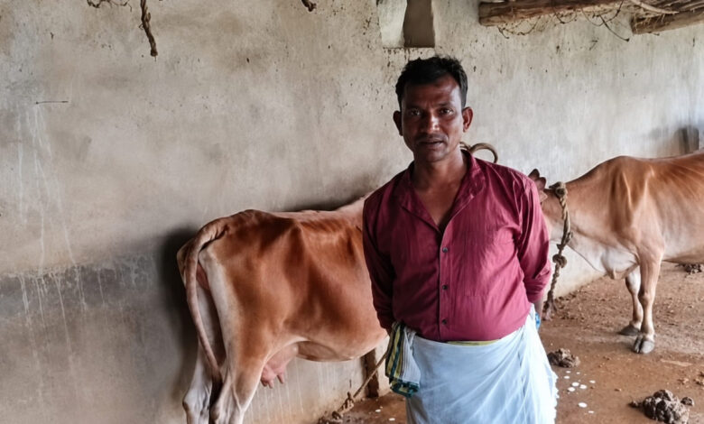 सूरजपुर के पशुपालक हीरालाल सोनवानी अपनी उन्नत नस्ल की दुधारू गायों के साथ।