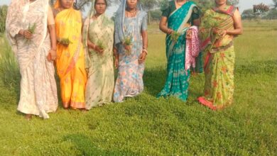 Dhamtari model sets a national example: Medicinal farming boosts women's income; plans underway to expand to 500 acres.