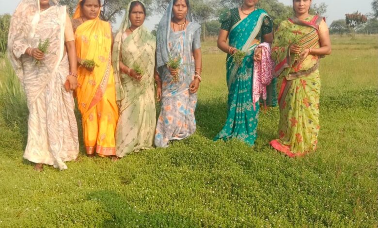 Dhamtari model sets a national example: Medicinal farming boosts women's income; plans underway to expand to 500 acres.