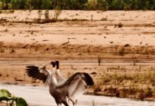 Chhattisgarh News: Pair of Sarus cranes spotted again at Sarguja's Kuwanpur wetland; Forest Department elated.