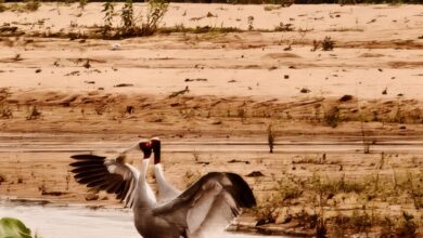 Chhattisgarh News: Pair of Sarus cranes spotted again at Sarguja's Kuwanpur wetland; Forest Department elated.