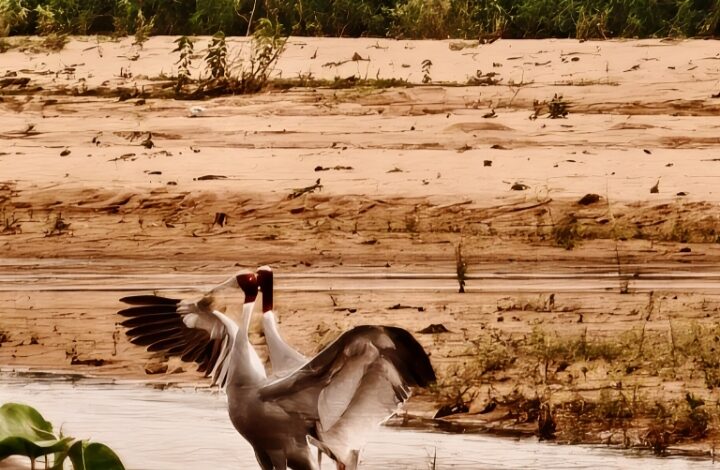 Chhattisgarh News: Pair of Sarus cranes spotted again at Sarguja's Kuwanpur wetland; Forest Department elated.