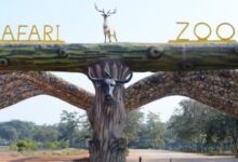 Nandanvan Jungle Safari, Naya Raipur: Tourism gains a new identity alongside wildlife conservation.