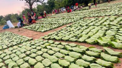 Gidam. Dantewada history;, tendu leaves sold, standard bag;, 4,000 families, receive a bonus.,