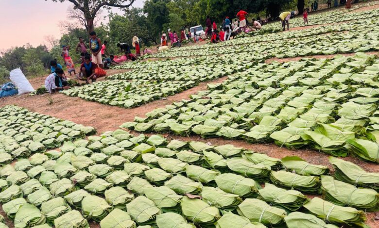 Gidam. Dantewada history;, tendu leaves sold, standard bag;, 4,000 families, receive a bonus.,