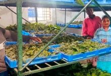 Silk Revolution in Narayanpur: Kosa rearing transforming villagers' fortunes; women gain employment.