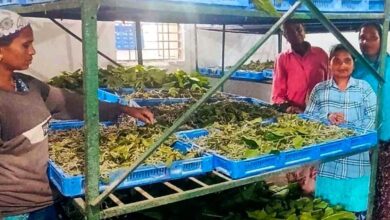 Silk Revolution in Narayanpur: Kosa rearing transforming villagers' fortunes; women gain employment.
