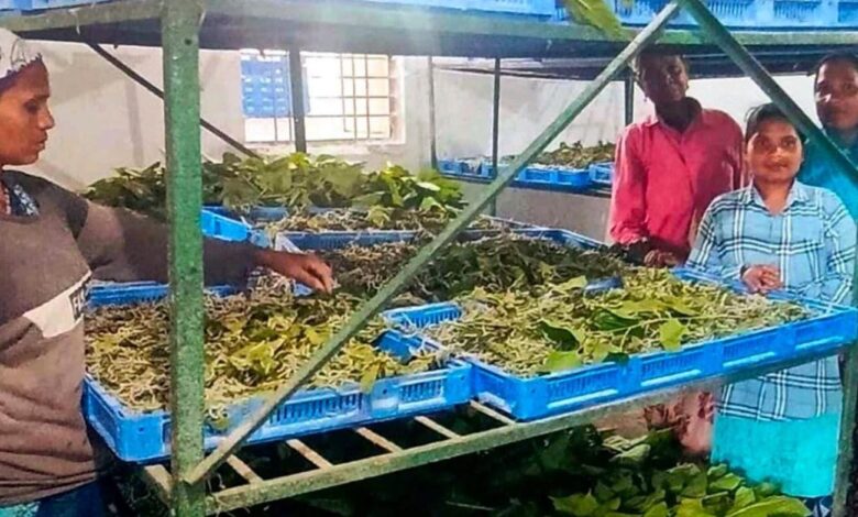 Silk Revolution in Narayanpur: Kosa rearing transforming villagers' fortunes; women gain employment.