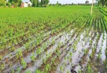 Monsoon smiles upon Chhattisgarh: Farmers delighted, Kharif sowing gains momentum.