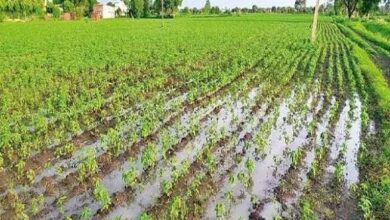 Monsoon smiles upon Chhattisgarh: Farmers delighted, Kharif sowing gains momentum.
