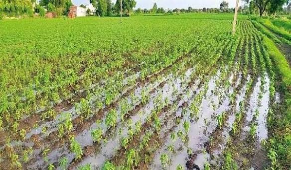 Monsoon smiles upon Chhattisgarh: Farmers delighted, Kharif sowing gains momentum.