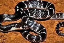 Major action in ₹17 crore snakebite scam; four accused, including a doctor, arrested.