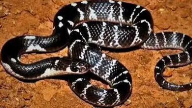 Major action in ₹17 crore snakebite scam; four accused, including a doctor, arrested.