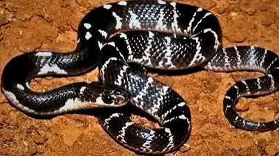 Major action in ₹17 crore snakebite scam; four accused, including a doctor, arrested.