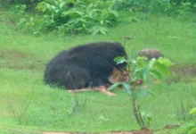 Bear terror in Chhattisgarh: 3 dead in Kanker; rescue team also attacked.