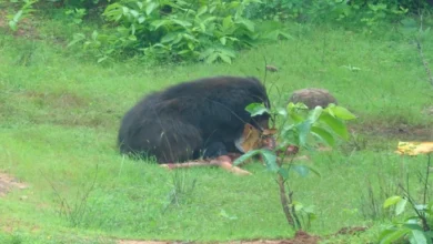 Bear terror in Chhattisgarh: 3 dead in Kanker; rescue team also attacked.