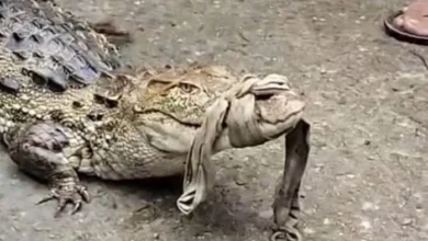 Sensation caused by crocodile sighting in a field; villagers captured it; Forest Department team arrived.