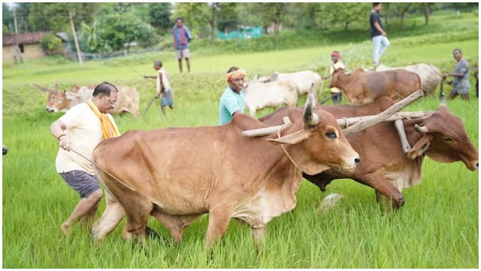 Chief Minister Vishnu Deo Sai, hailing from a farming family, ploughed a field; remarked that farming is a way of life.