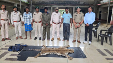 Leopard skin smuggling racket busted; 3 accused arrested in Narayanpur.