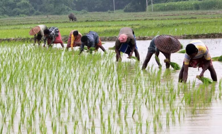 Farming activities gain momentum in Chhattisgarh; state nears sowing target of 48.69 lakh hectares.