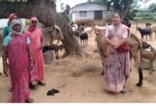 The 'Chhipli Didis' of Dhamtari have scripted a new success story, establishing multiple businesses through goat rearing.