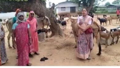 The 'Chhipli Didis' of Dhamtari have scripted a new success story, establishing multiple businesses through goat rearing.