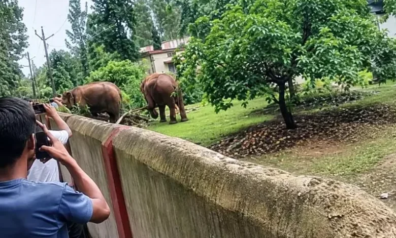 Panic ensued after elephants intruded into the hostel; the administration immediately evacuated the premises.