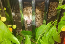 Forest Department's vigilance pays off; leopard safely captured in Keravahara.