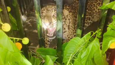 Forest Department's vigilance pays off; leopard safely captured in Keravahara.