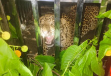 Forest Department's vigilance pays off; leopard safely captured in Keravahara.