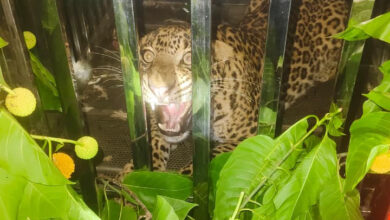 Forest Department's vigilance pays off; leopard safely captured in Keravahara.