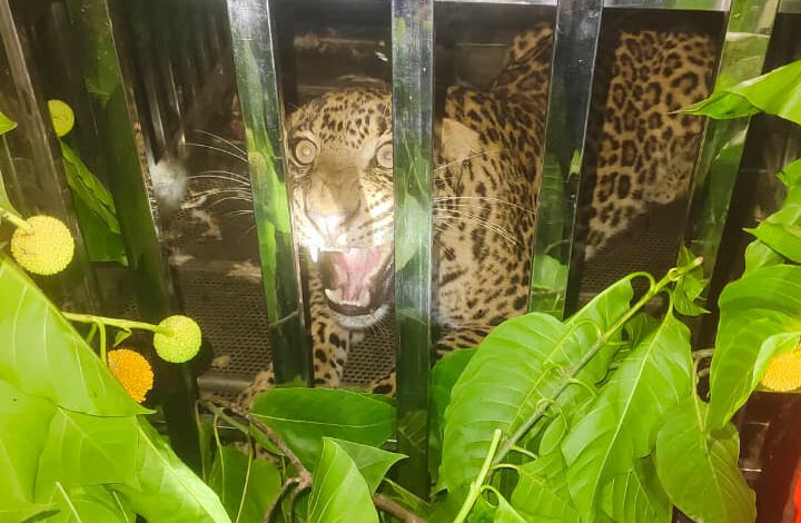 Forest Department's vigilance pays off; leopard safely captured in Keravahara.