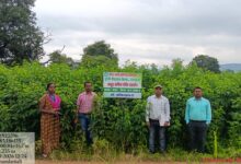 Under the 'Seva Sankalp Abhiyan' in Surguja, a flourishing crop of improved *Arhar* (pigeon pea) is growing across 55 hectares and has reached the flowering stage.