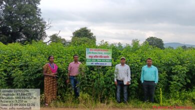 Under the 'Seva Sankalp Abhiyan' in Surguja, a flourishing crop of improved *Arhar* (pigeon pea) is growing across 55 hectares and has reached the flowering stage.
