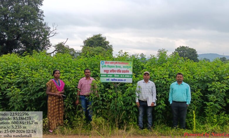 Under the 'Seva Sankalp Abhiyan' in Surguja, a flourishing crop of improved *Arhar* (pigeon pea) is growing across 55 hectares and has reached the flowering stage.