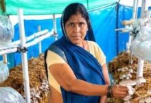 'Mithila Didi' becomes a shining example of women's empowerment; mushroom cultivation boosts employment.