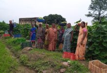 'Bihan' transforms the lives of 35 women farmers; they earned ₹6 lakh by producing 600 quintals of vegetables.