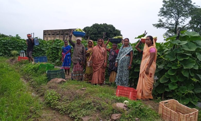 'Bihan' transforms the lives of 35 women farmers; they earned ₹6 lakh by producing 600 quintals of vegetables.