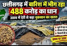 CG News: Paddy worth ₹488 crore getting drenched in the rain; risk of loss rises due to delay in lifting.