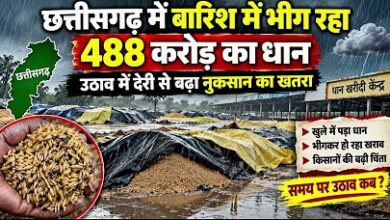 CG News: Paddy worth ₹488 crore getting drenched in the rain; risk of loss rises due to delay in lifting.