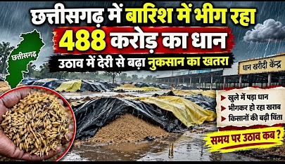 CG News: Paddy worth ₹488 crore getting drenched in the rain; risk of loss rises due to delay in lifting.