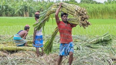 छत्तीसगढ़ में गन्ने का भाव ₹425 प्रति क्विंटल, किसानों को ₹70 ज्यादा