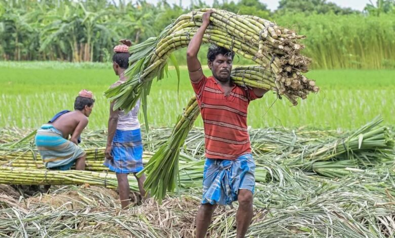 छत्तीसगढ़ में गन्ने का भाव ₹425 प्रति क्विंटल, किसानों को ₹70 ज्यादा