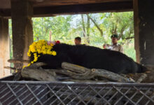 25-year-old Himalayan bear ‘Phafori’ dies at Nandanvan Jungle Safari; old age cited as the cause
