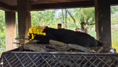 25-year-old Himalayan bear ‘Phafori’ dies at Nandanvan Jungle Safari; old age cited as the cause