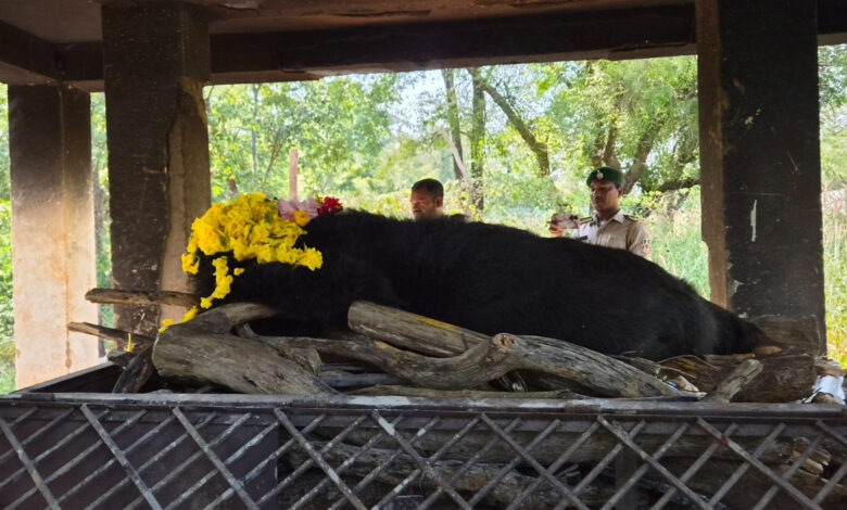 25-year-old Himalayan bear ‘Phafori’ dies at Nandanvan Jungle Safari; old age cited as the cause