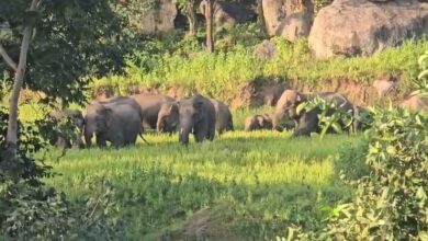 Elephant menace in Chhattisgarh: Herd of 53 elephants wreaks havoc in Korba; tusker breaks down boundary wall in Jashpur.