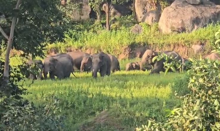 Elephant menace in Chhattisgarh: Herd of 53 elephants wreaks havoc in Korba; tusker breaks down boundary wall in Jashpur.